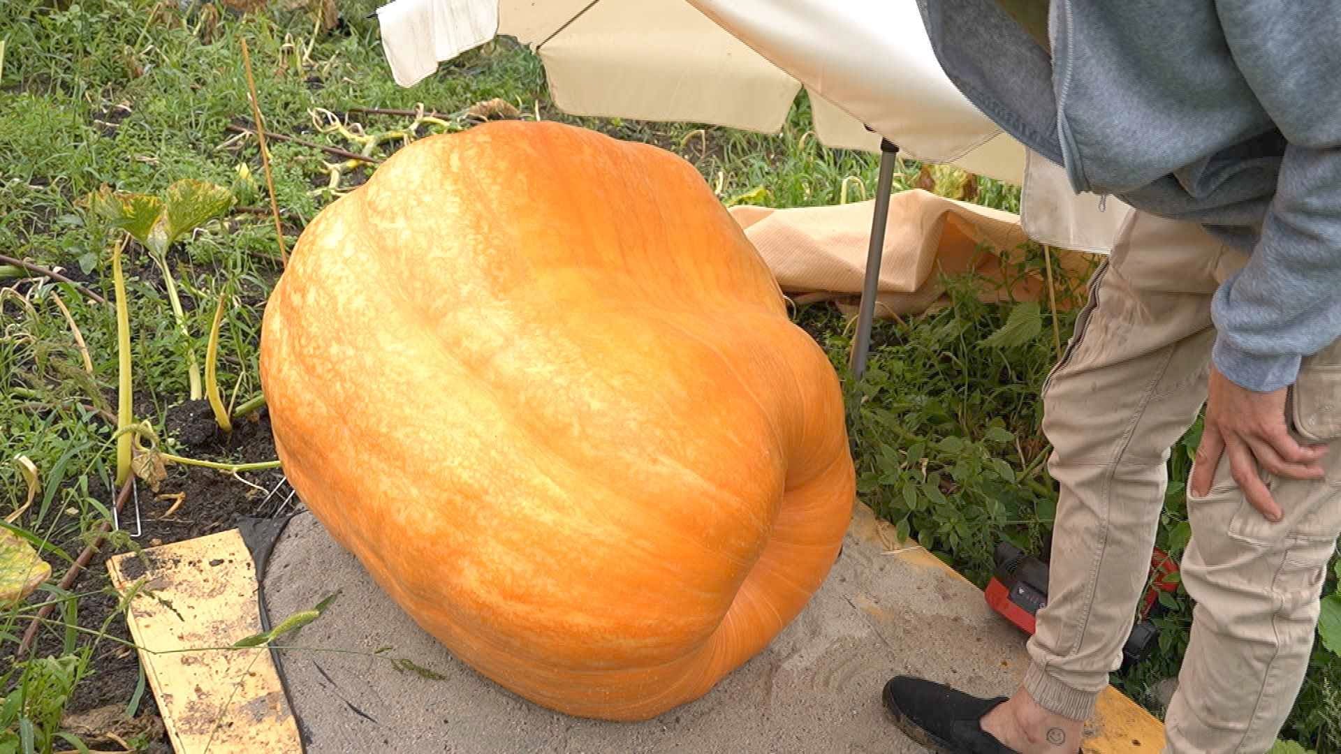 230 kilos pour une seule courge!