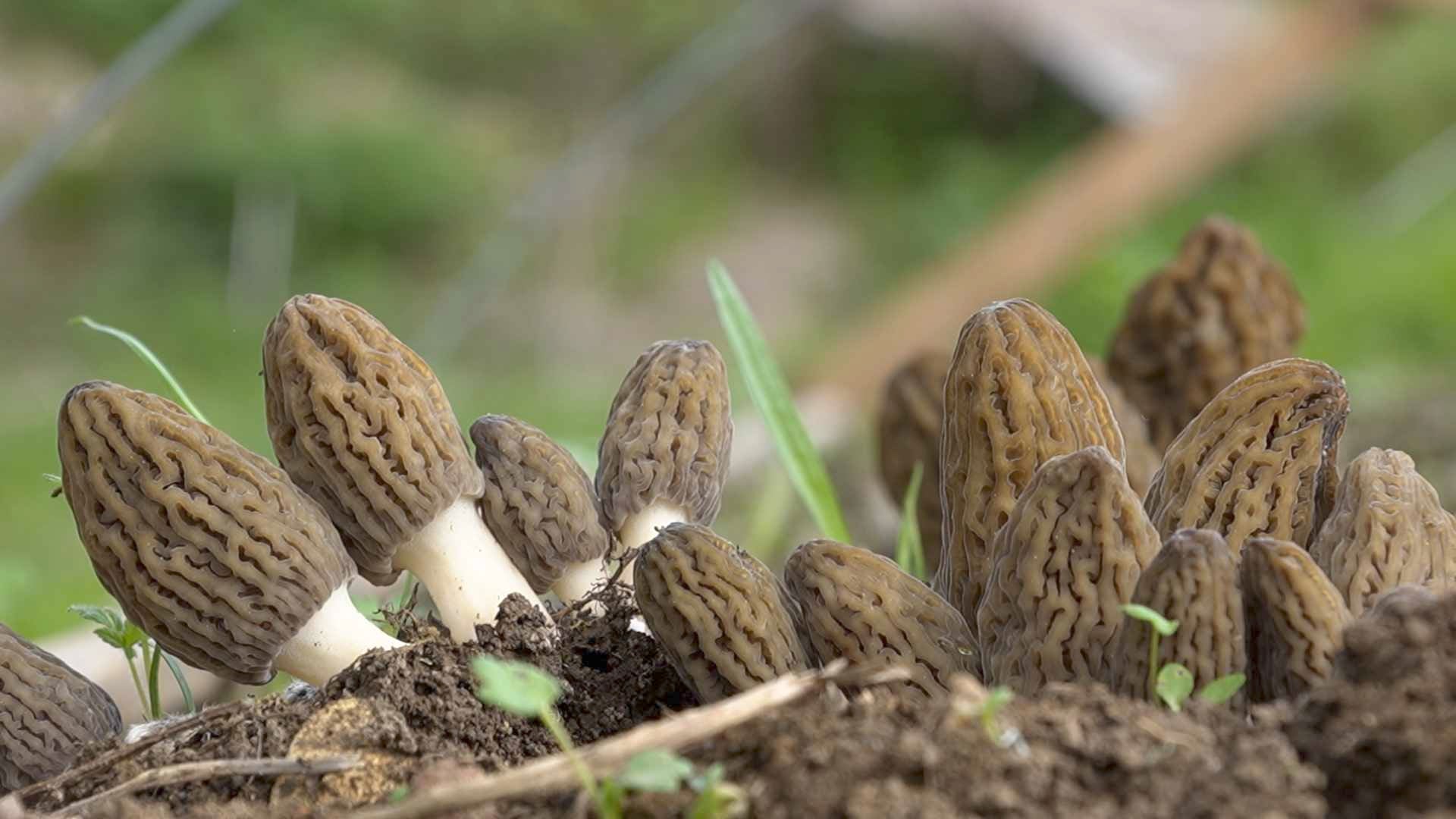 C'est la saison des morilles... mais lui il a réussi à les faire pousser
