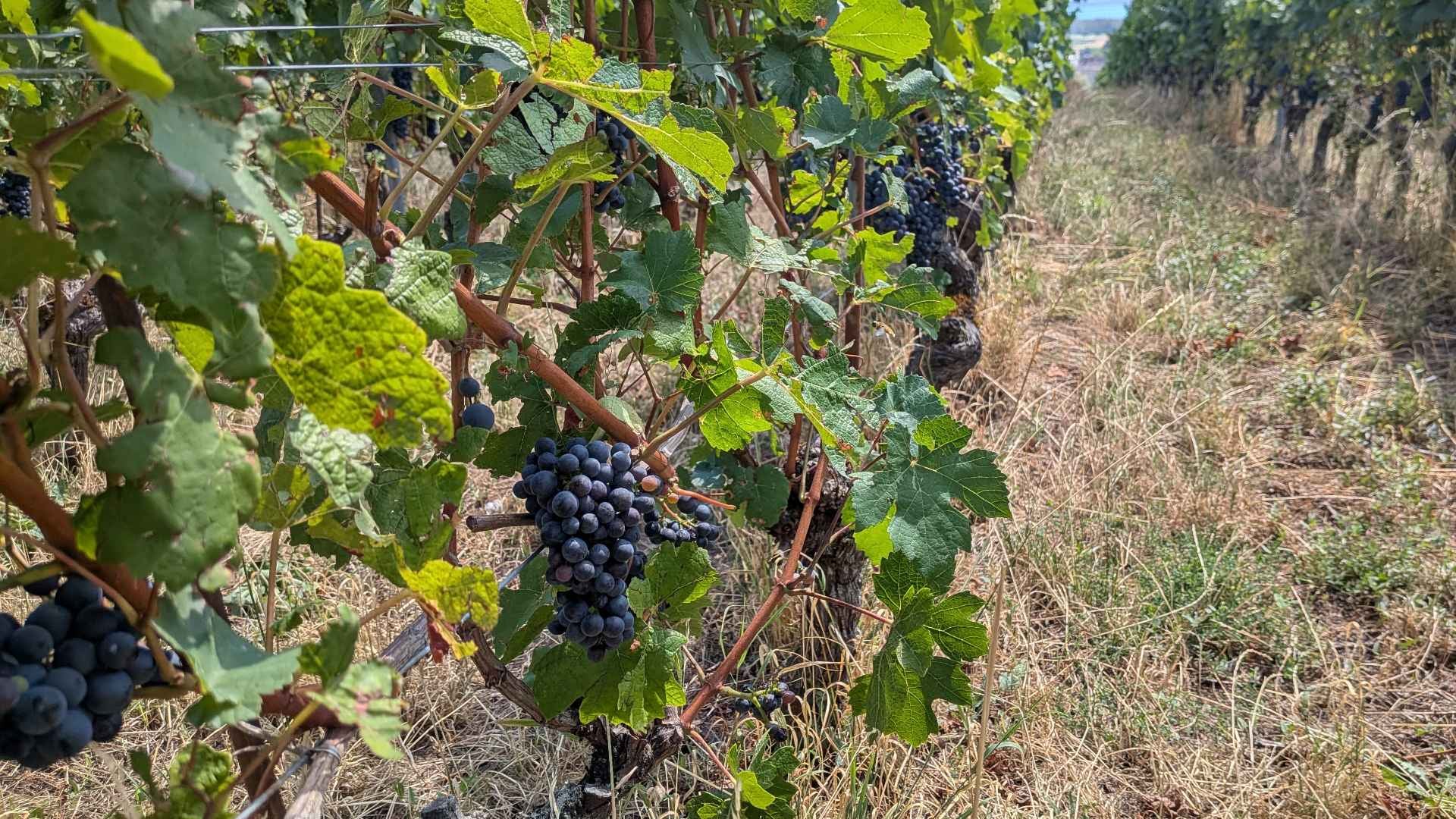 La sécheresse fait-elle des grands crus?