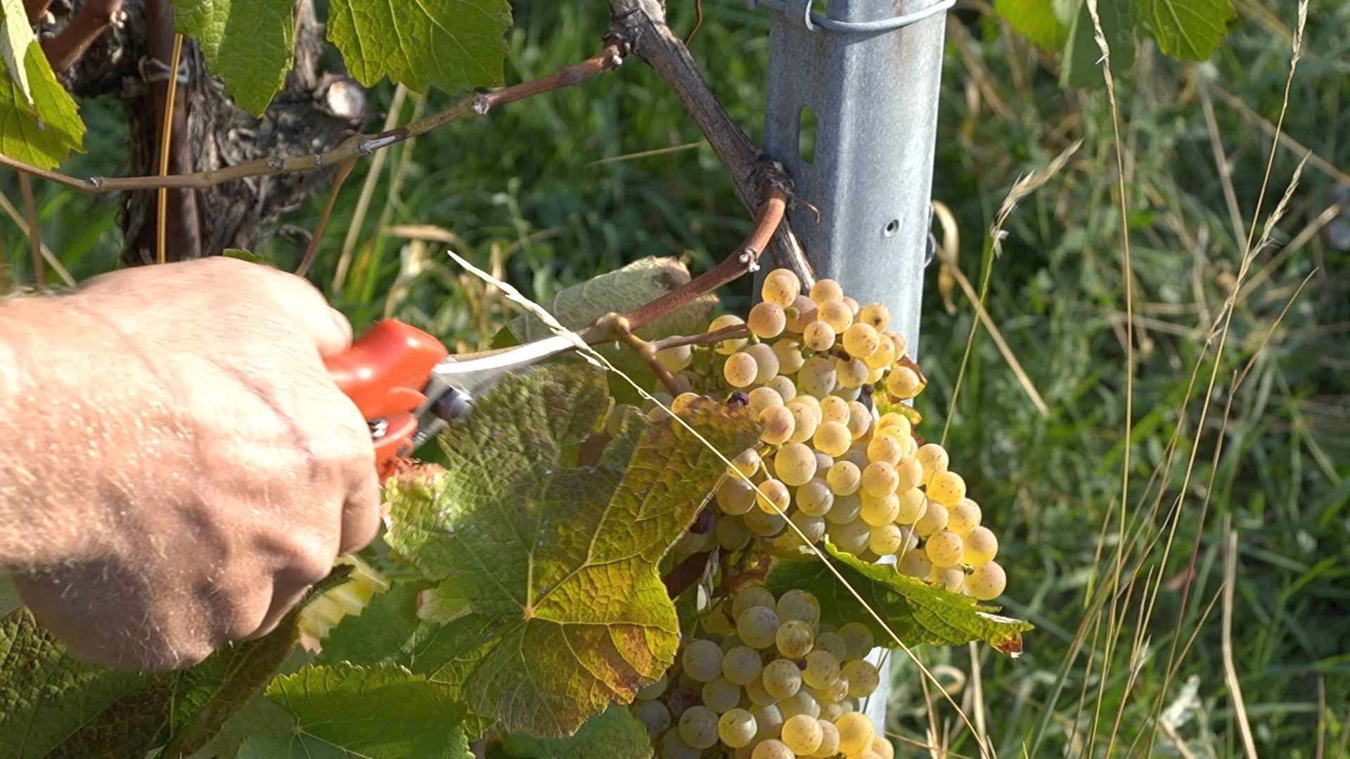 Après des vendanges prématurées, les vignes auront besoin d'eau