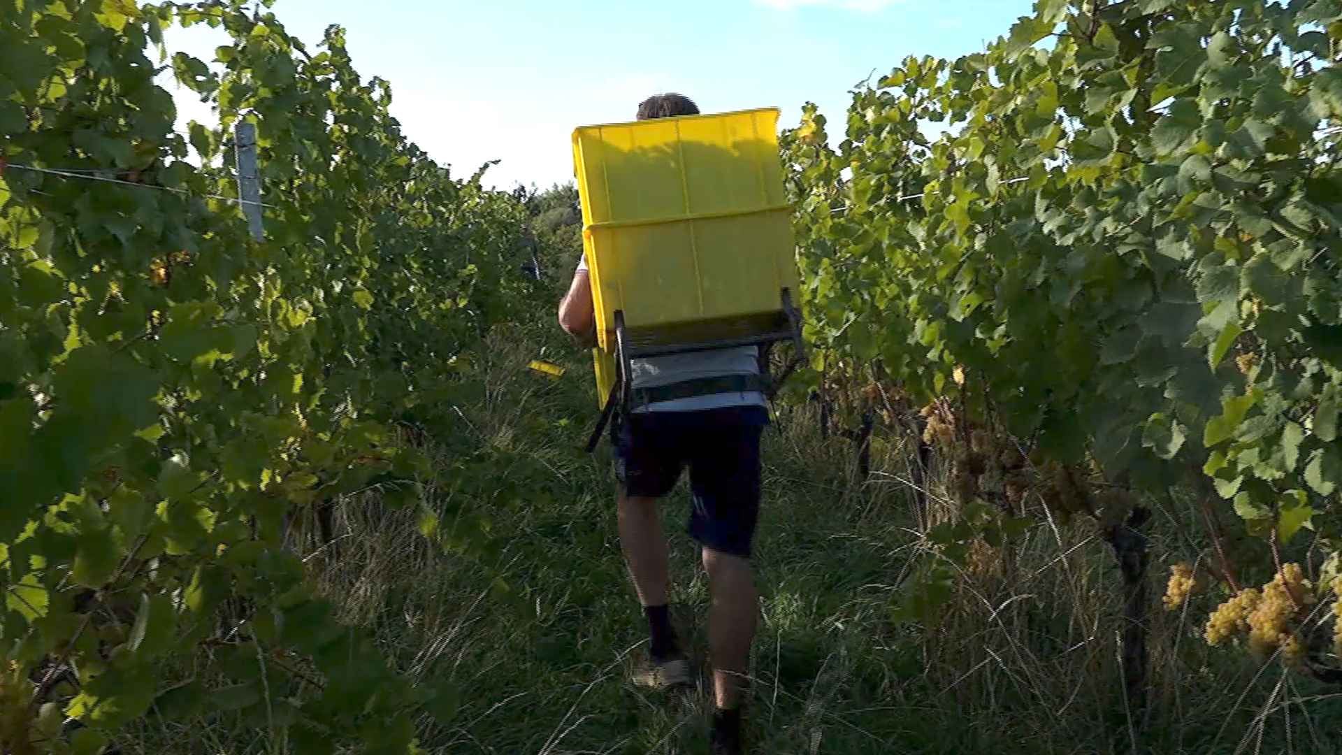 Après des vendanges prématurées, les vignes auront besoin d'eau