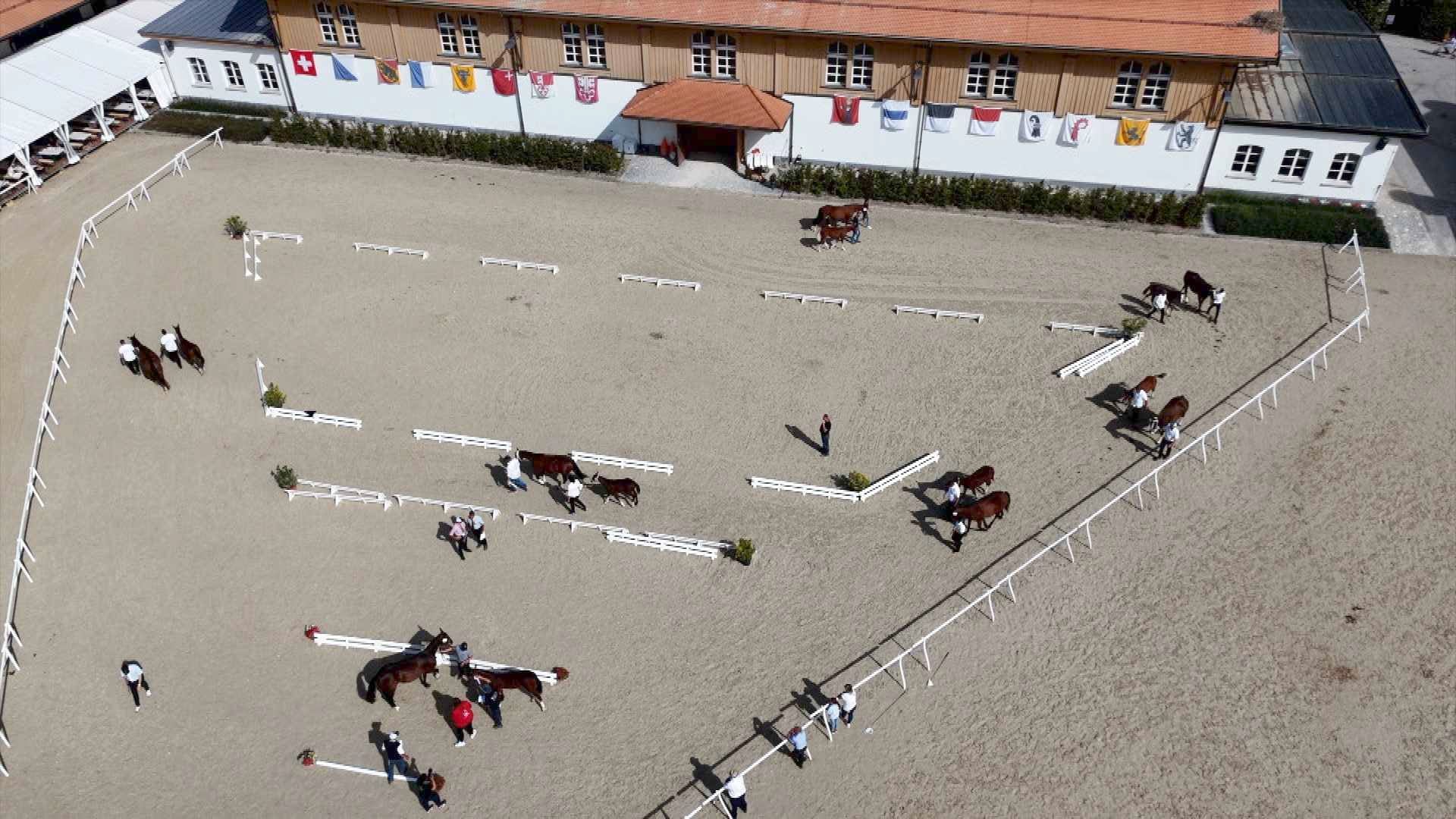Un championnat national du franches-montagnes sur fond de message politique