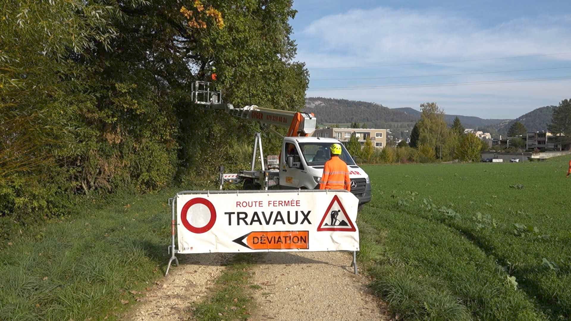 Des arbres à sécuriser face à la sécheresse