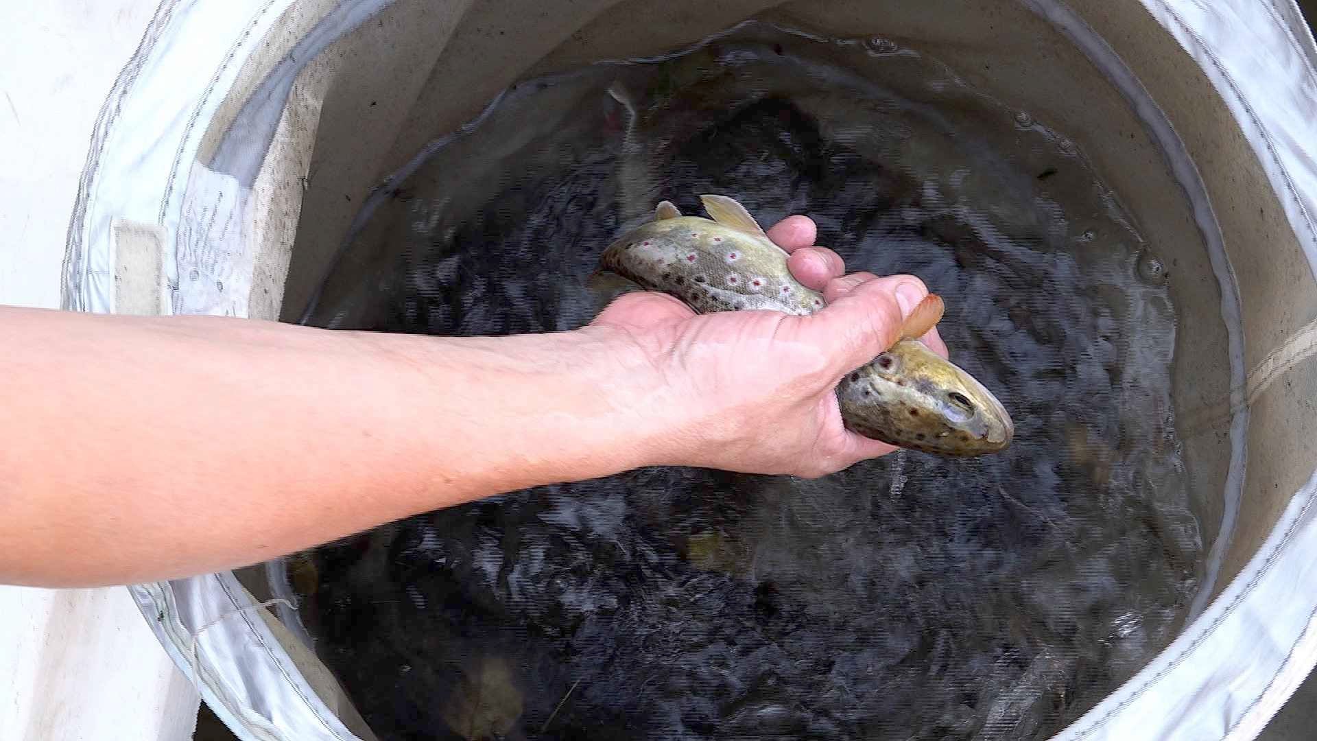 Plus d'un millier de truites sauvées à Cornol