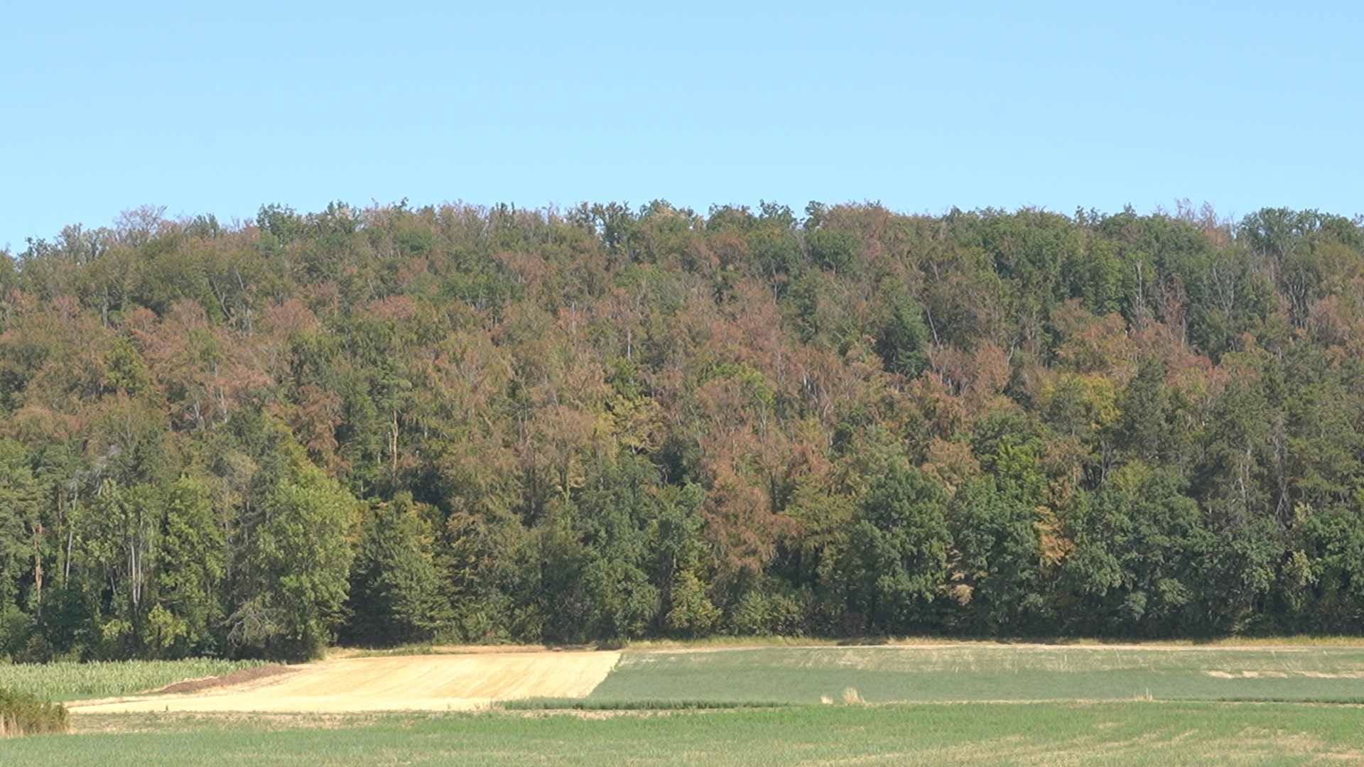 Des forêts d’Ajoie déjà aux couleurs d’automne