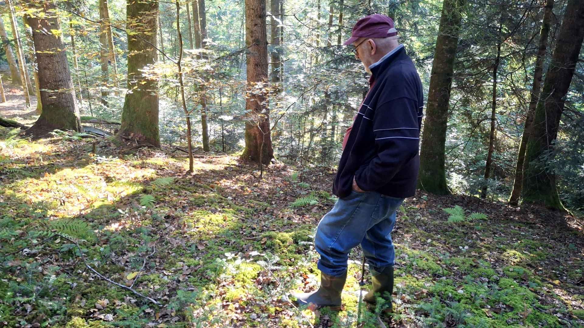 La sécheresse laisse les cueilleurs de champignons bredouilles