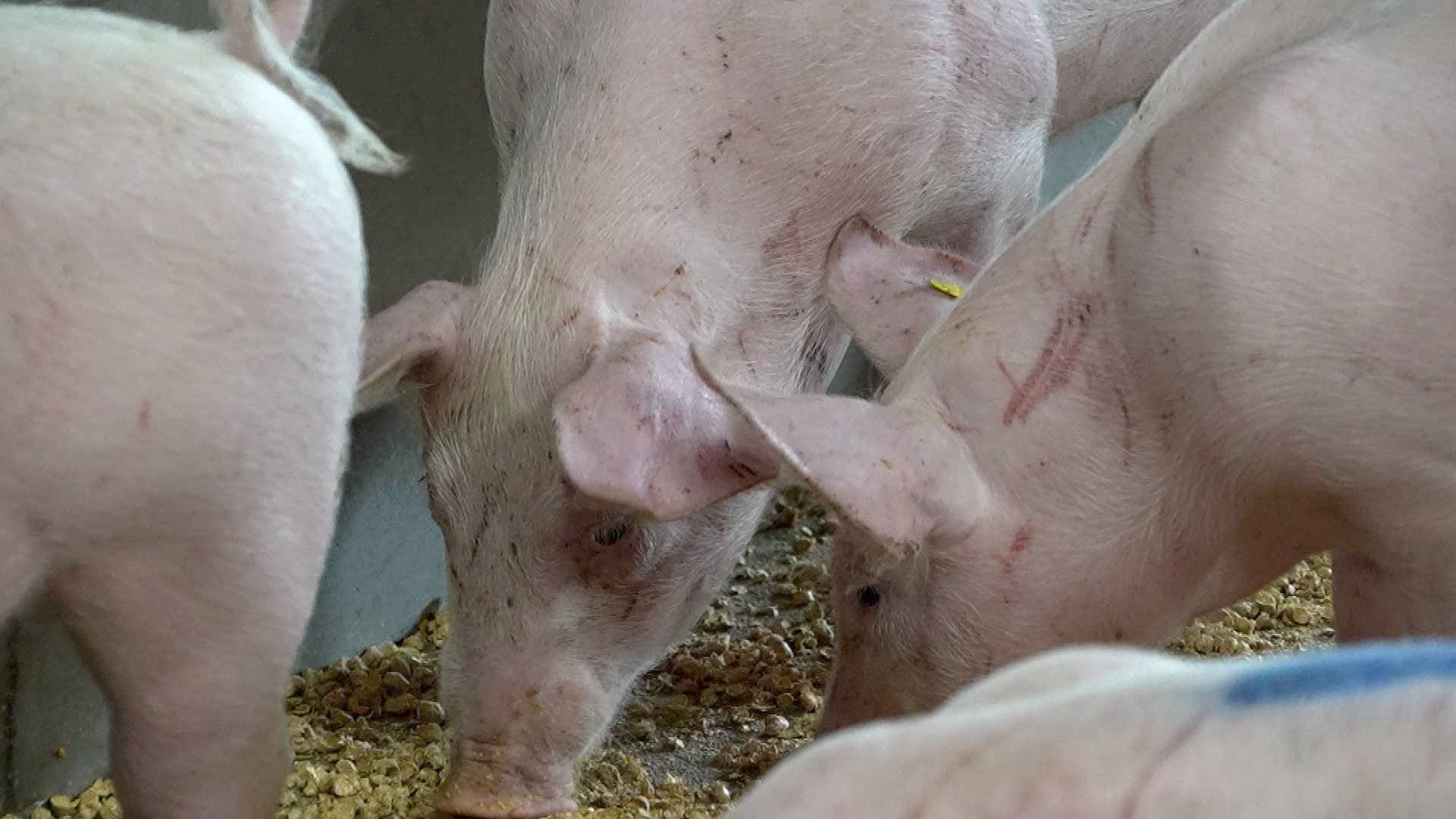 Épargné par le virus, cet élevage de porcs neuchâtelois sort de quarantaine