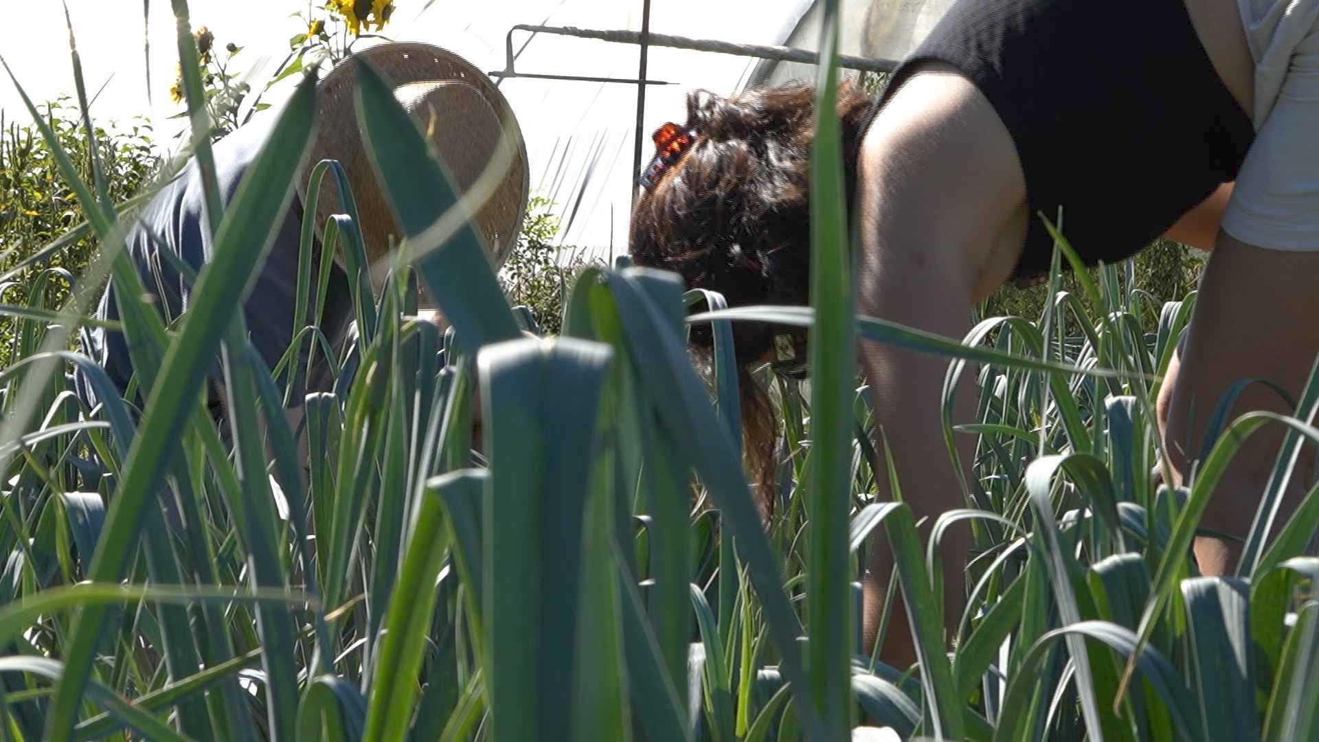 Et si l’amour poussait dans les champs?