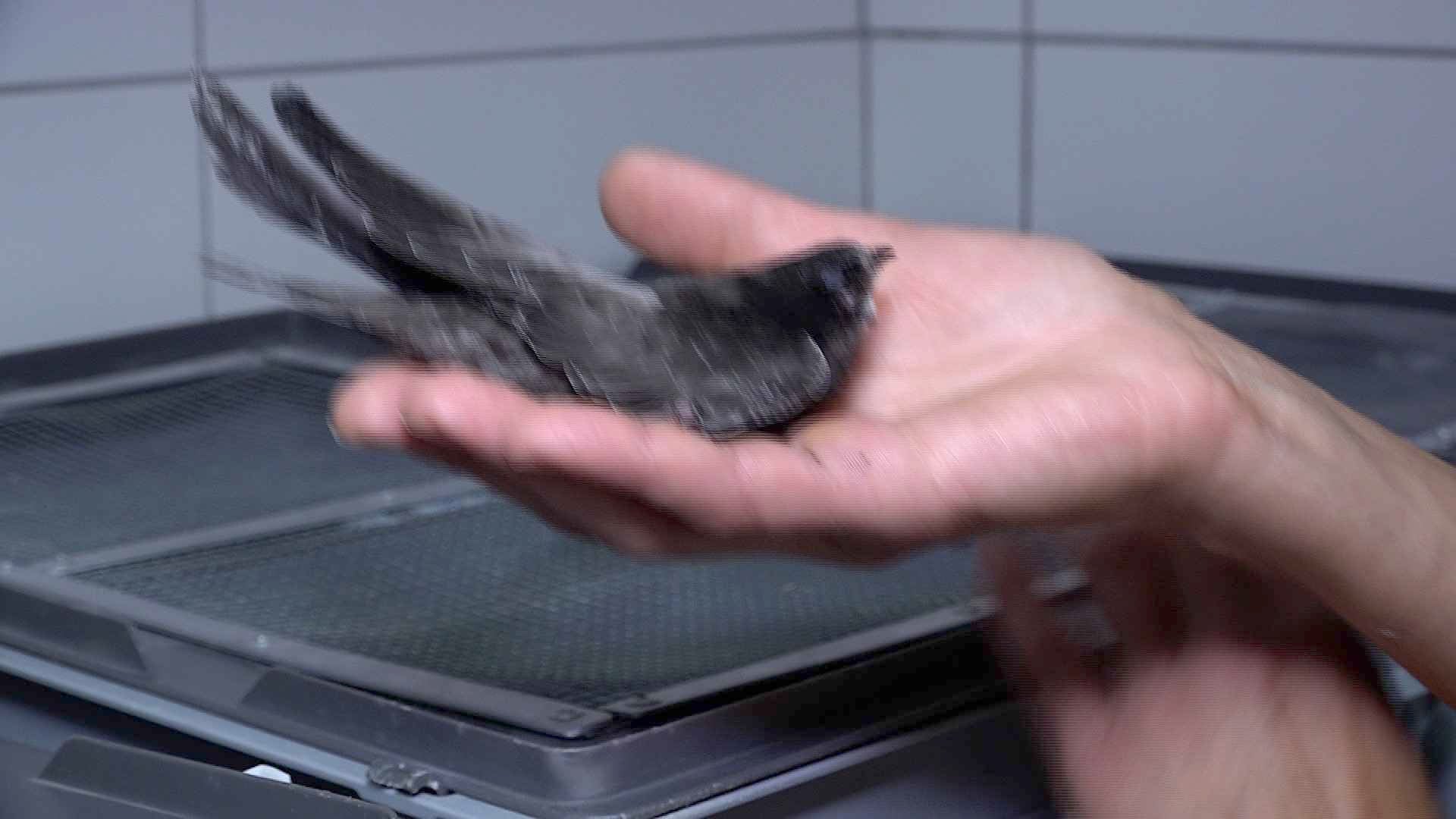 La canicule n'épargne pas la faune sauvage