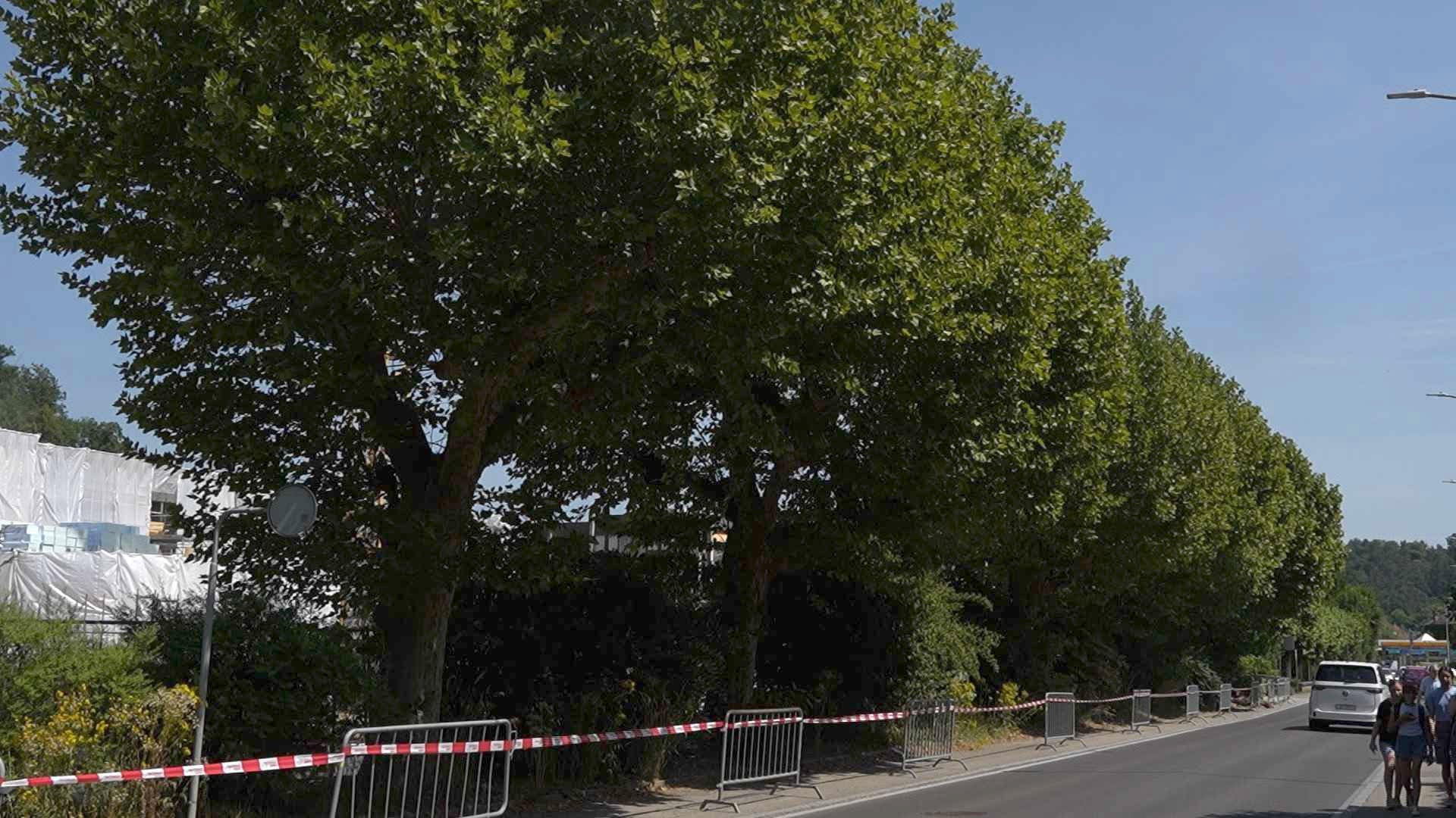 La justice tranchera fin août sur l'avenir des platanes de Porrentruy