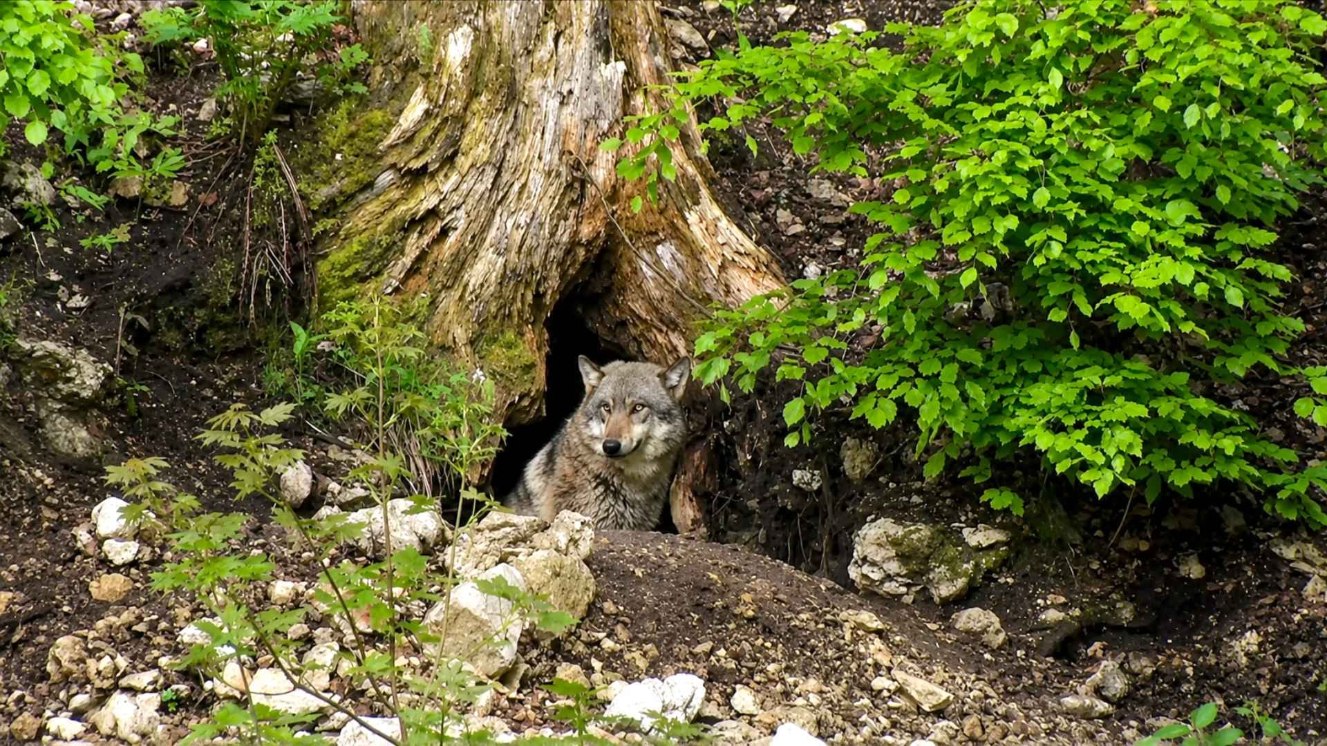 Le Canton de Neuchâtel veut abattre le loup mâle de La Brévine