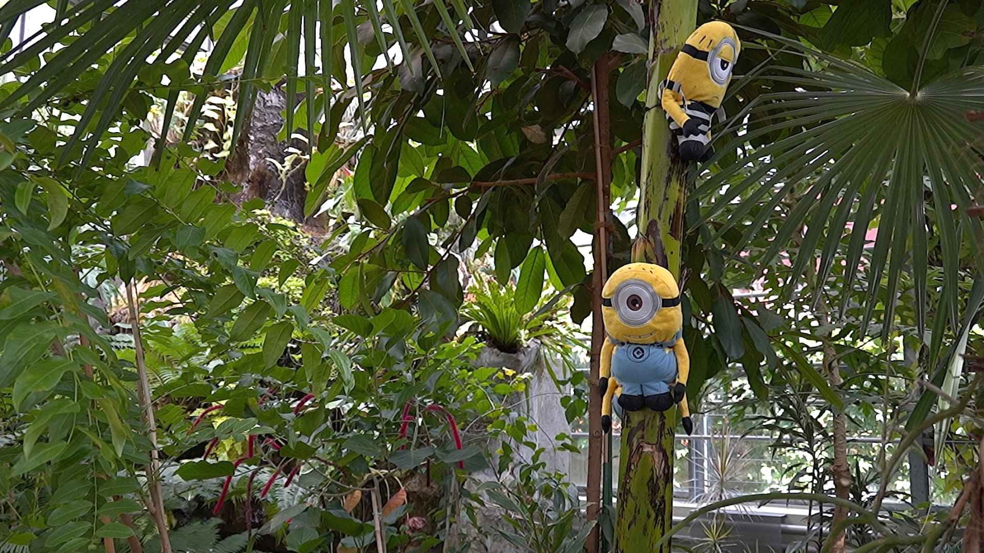 Les plantes aussi ont leurs stars de cinéma