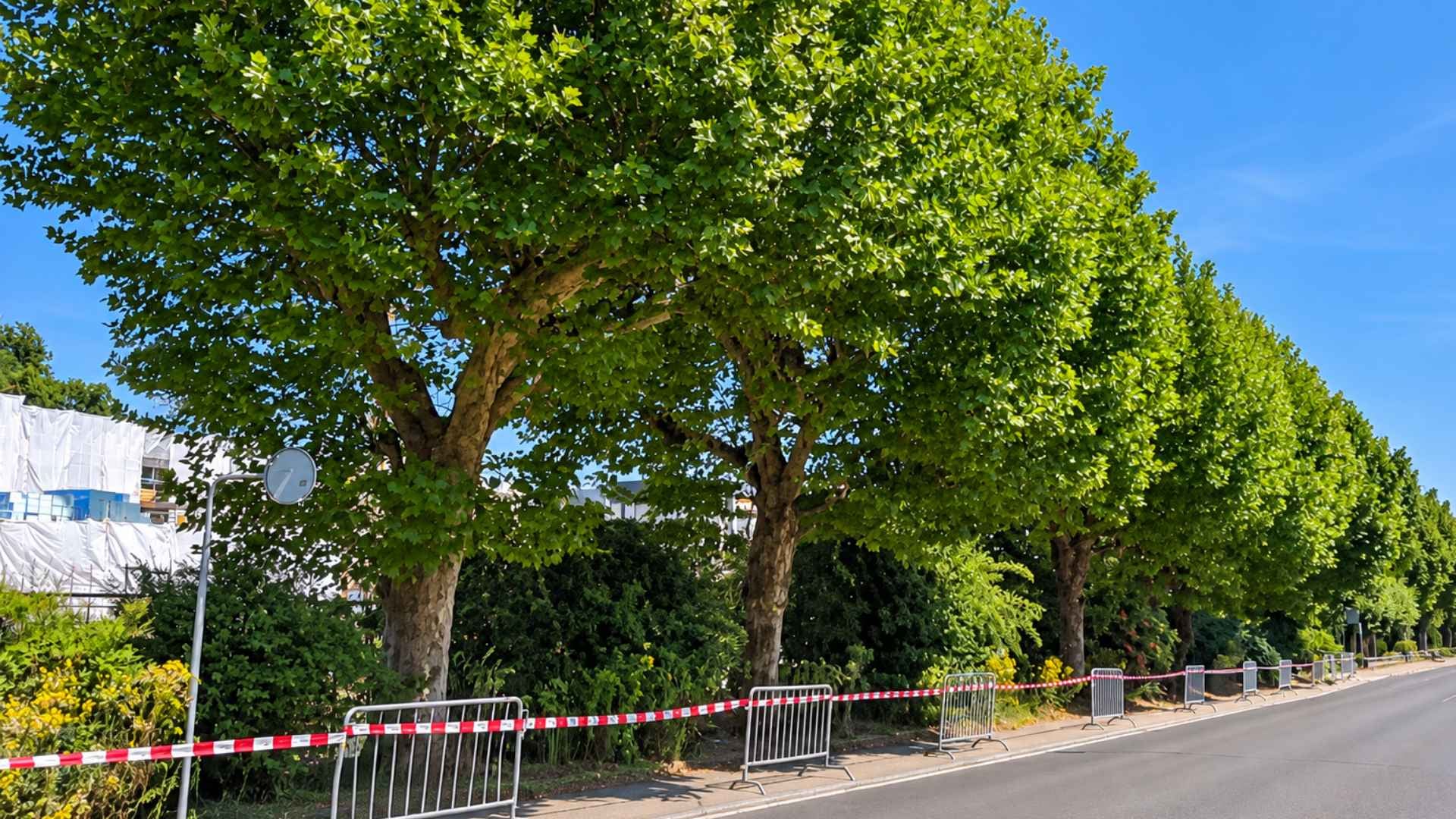 Les platanes de Stockmar échappent à l’abattage