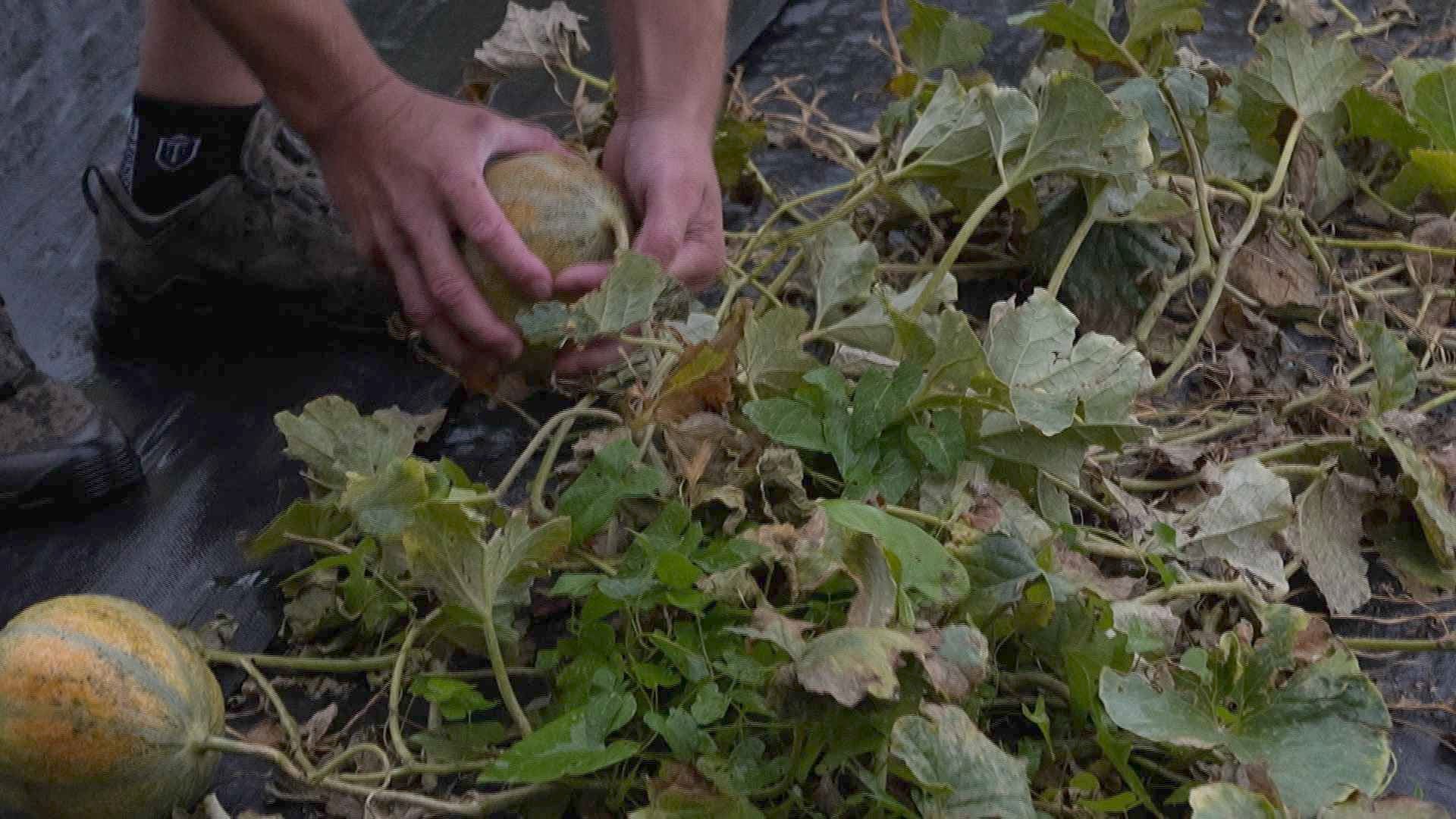 Le pari gagnant des melons à Courfaivre