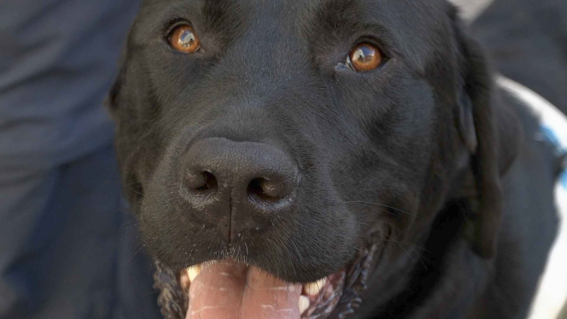 Mission accomplie pour Veikko, premier chien de guide diplômé de la région