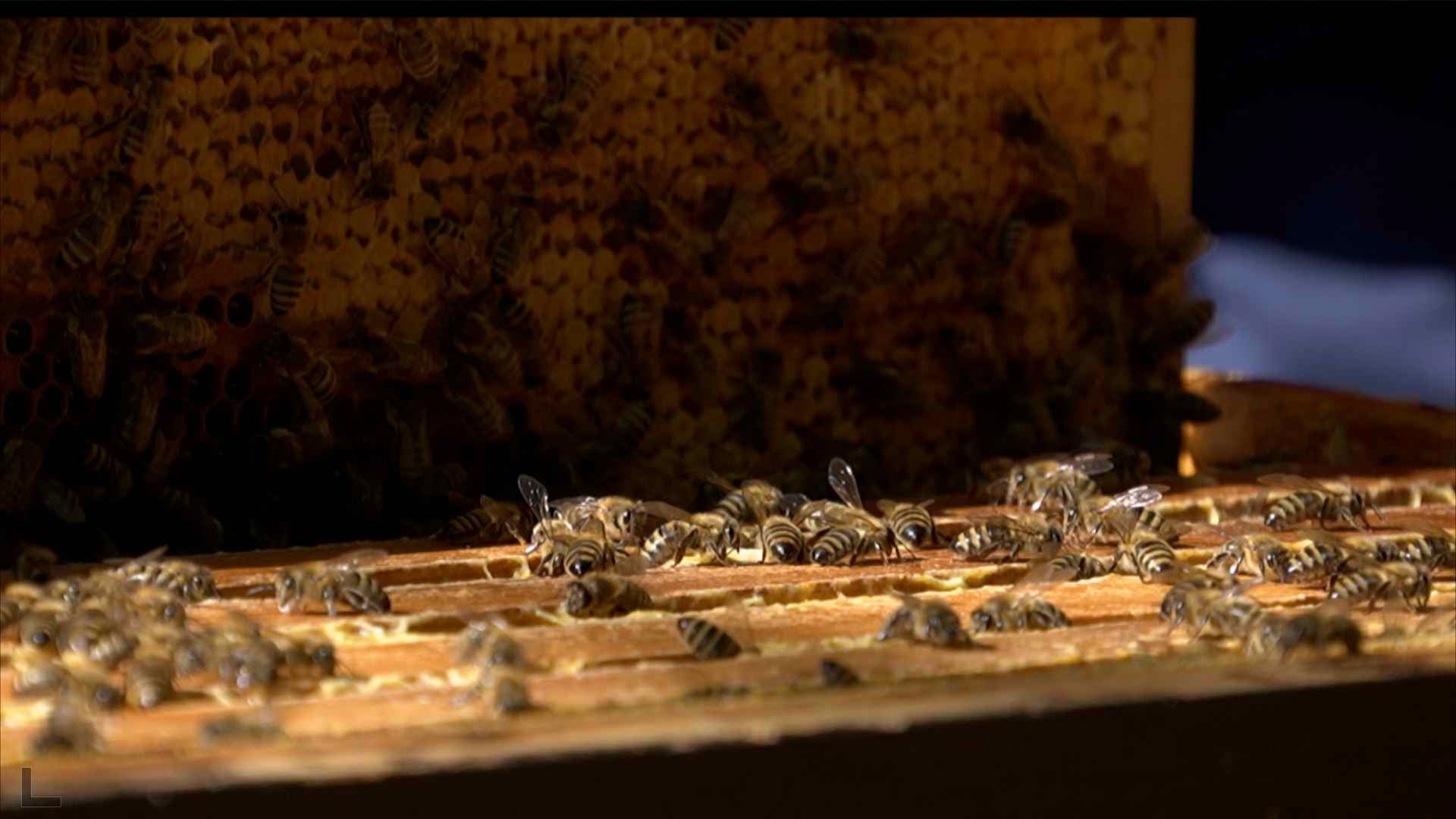 Nos amies zébrées les abeilles ont aussi souffert de la sécheresse