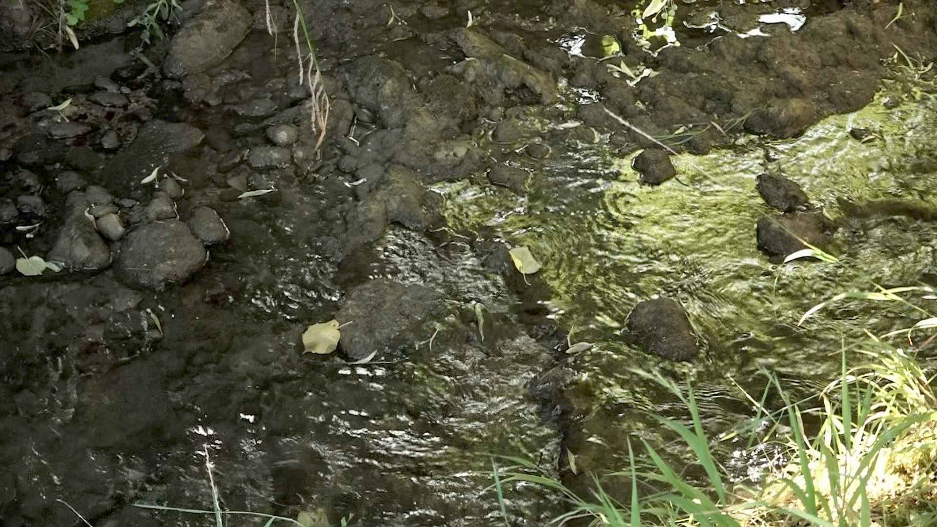 Un été poison pour les poissons