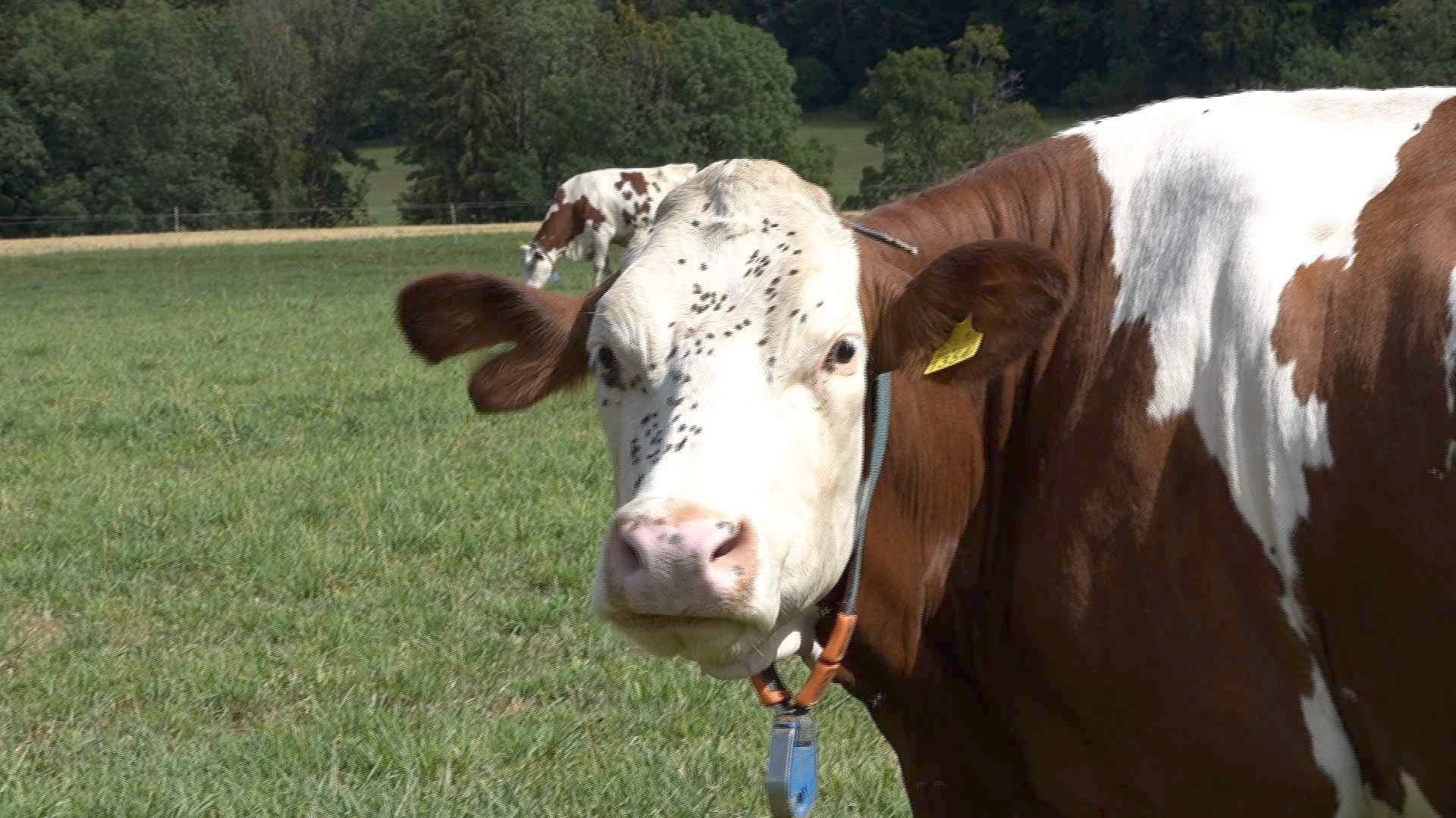 Les agriculteurs inquiets pour le prix du lait