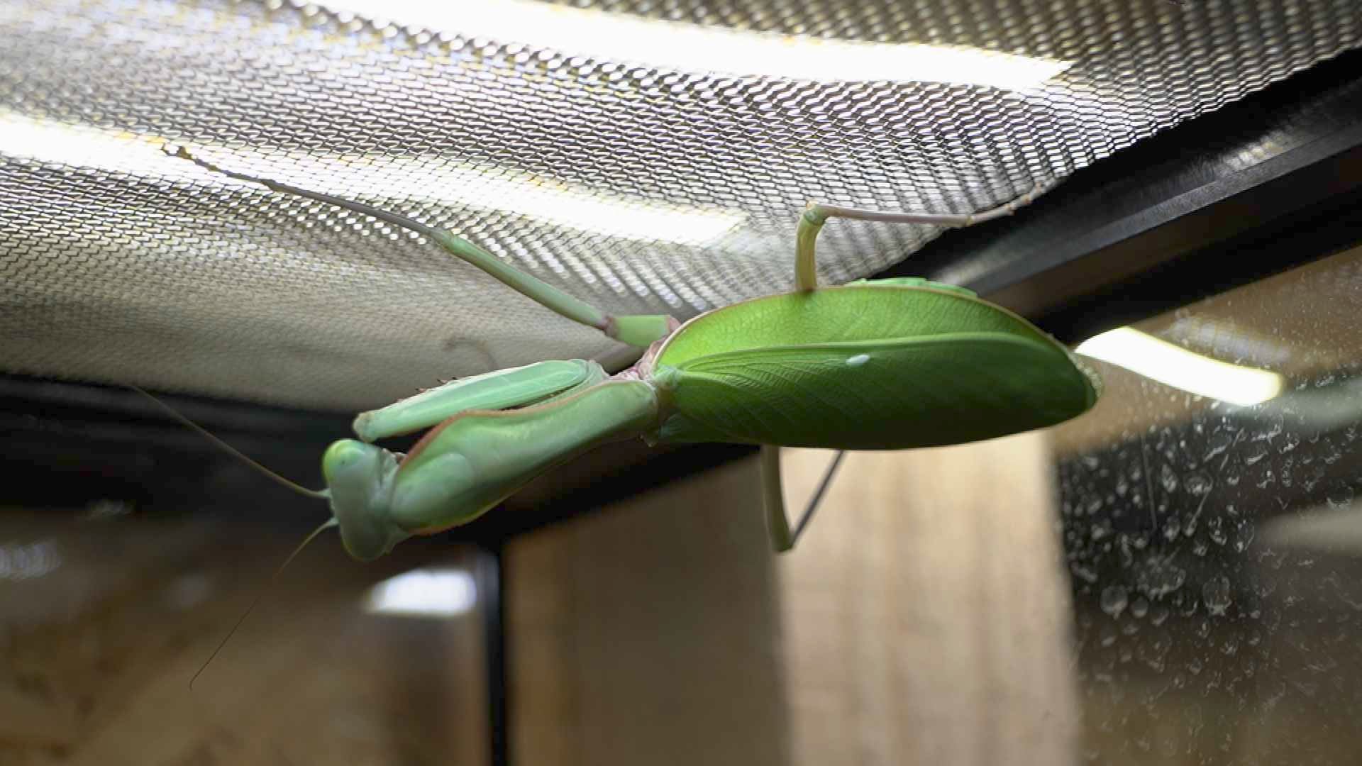 Quand les insectes ont droit à une clim pour survivre à la canicule