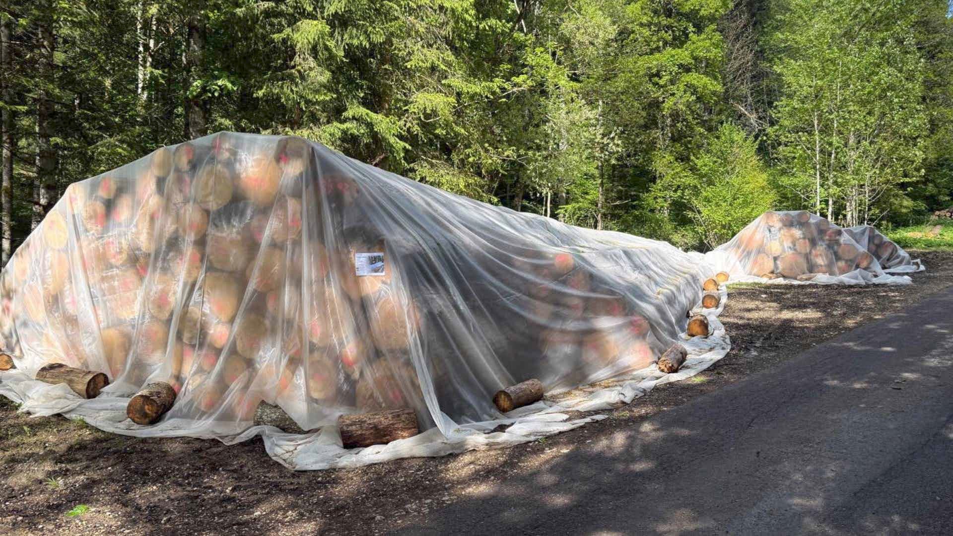 Un filet plutôt que des insecticides pour protéger le bois