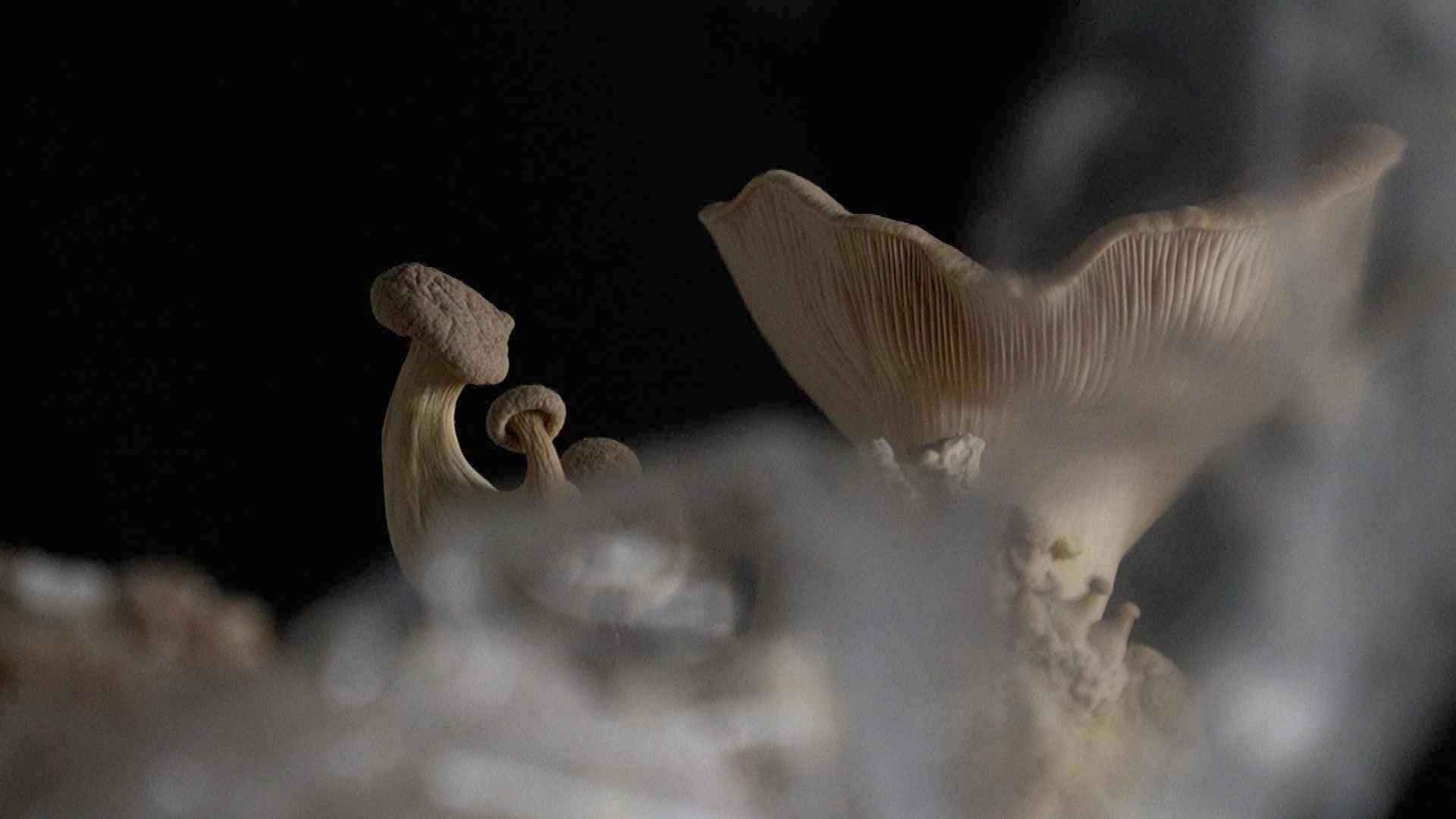 Une édition mycologique pour le Marché Bio à Saignelégier